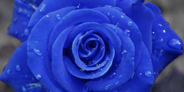 blaue-rose