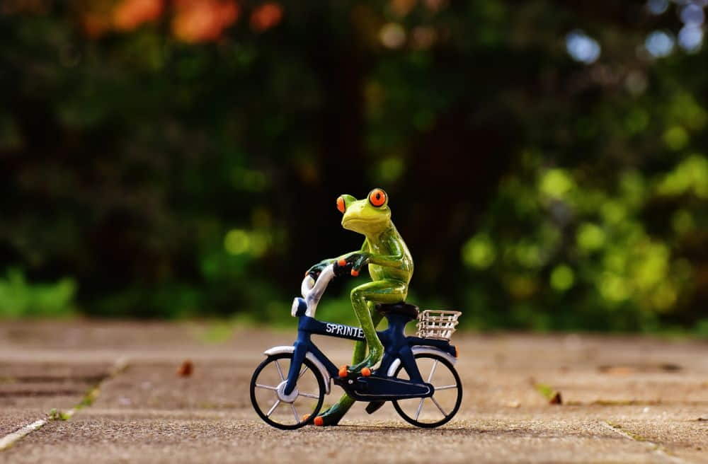 Frosch beim Fahrrad fahren