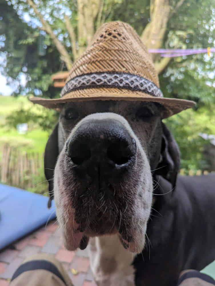 Sigmund die Dogge mit Hut